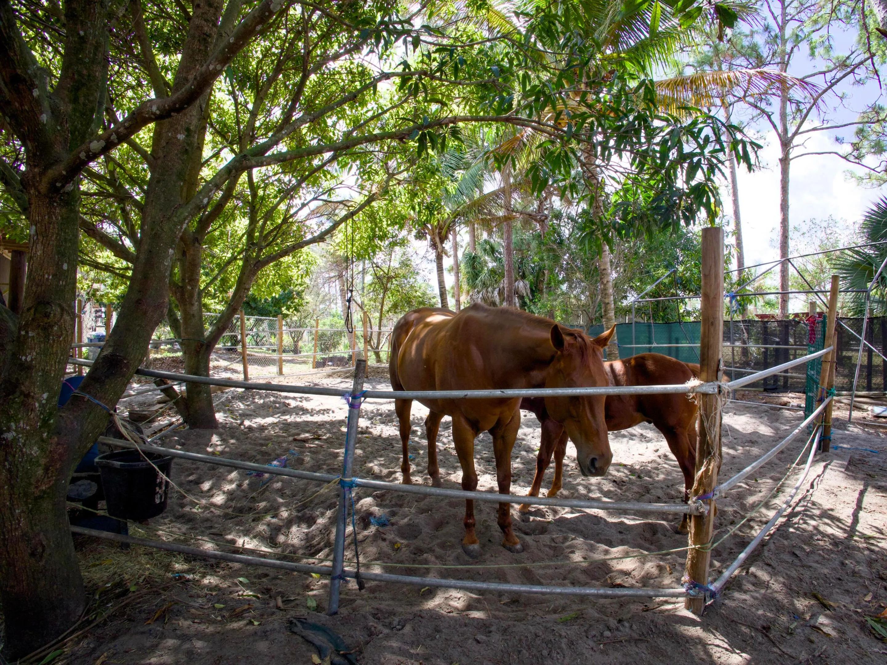 Horse Corral