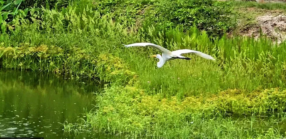Bird in flight over Blue Lake