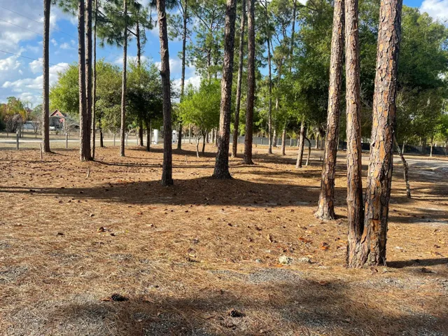 Front yard3