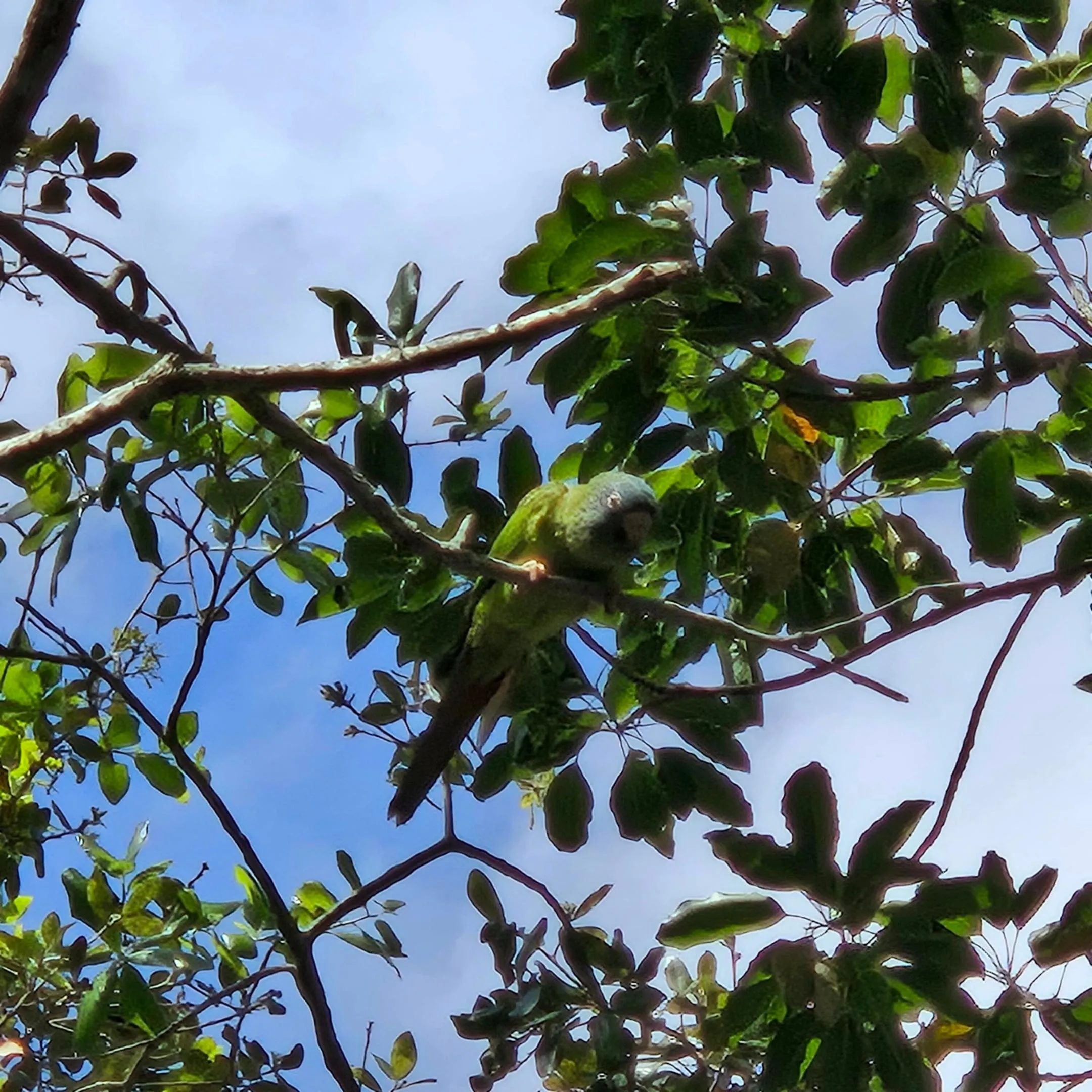 Wild Birds