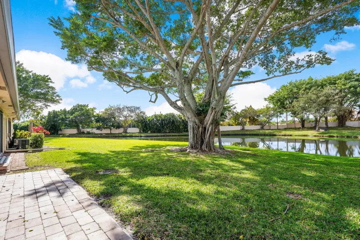 Backyard - tree - Lake