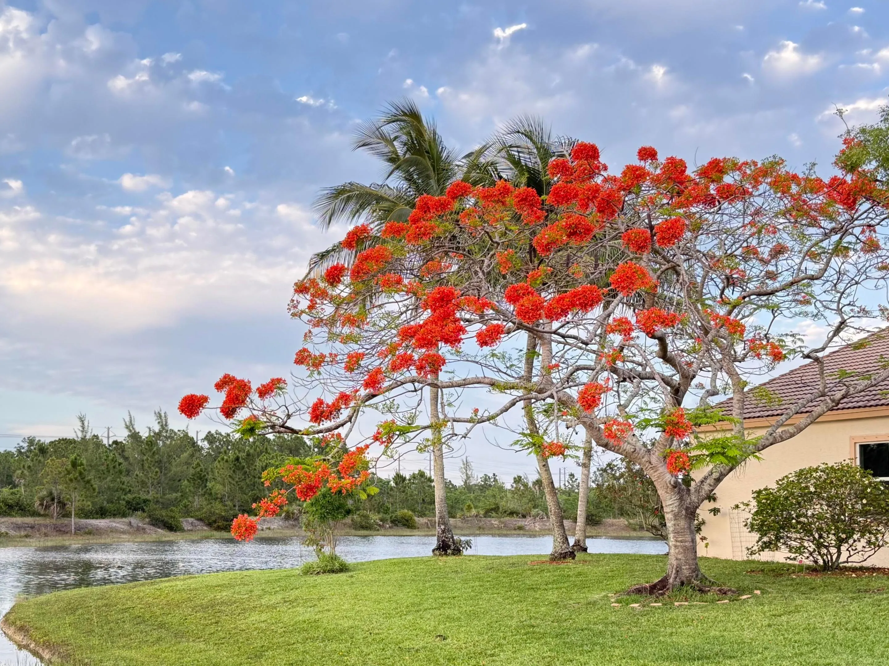 Enjoy the beauty of blooming Poinciana t