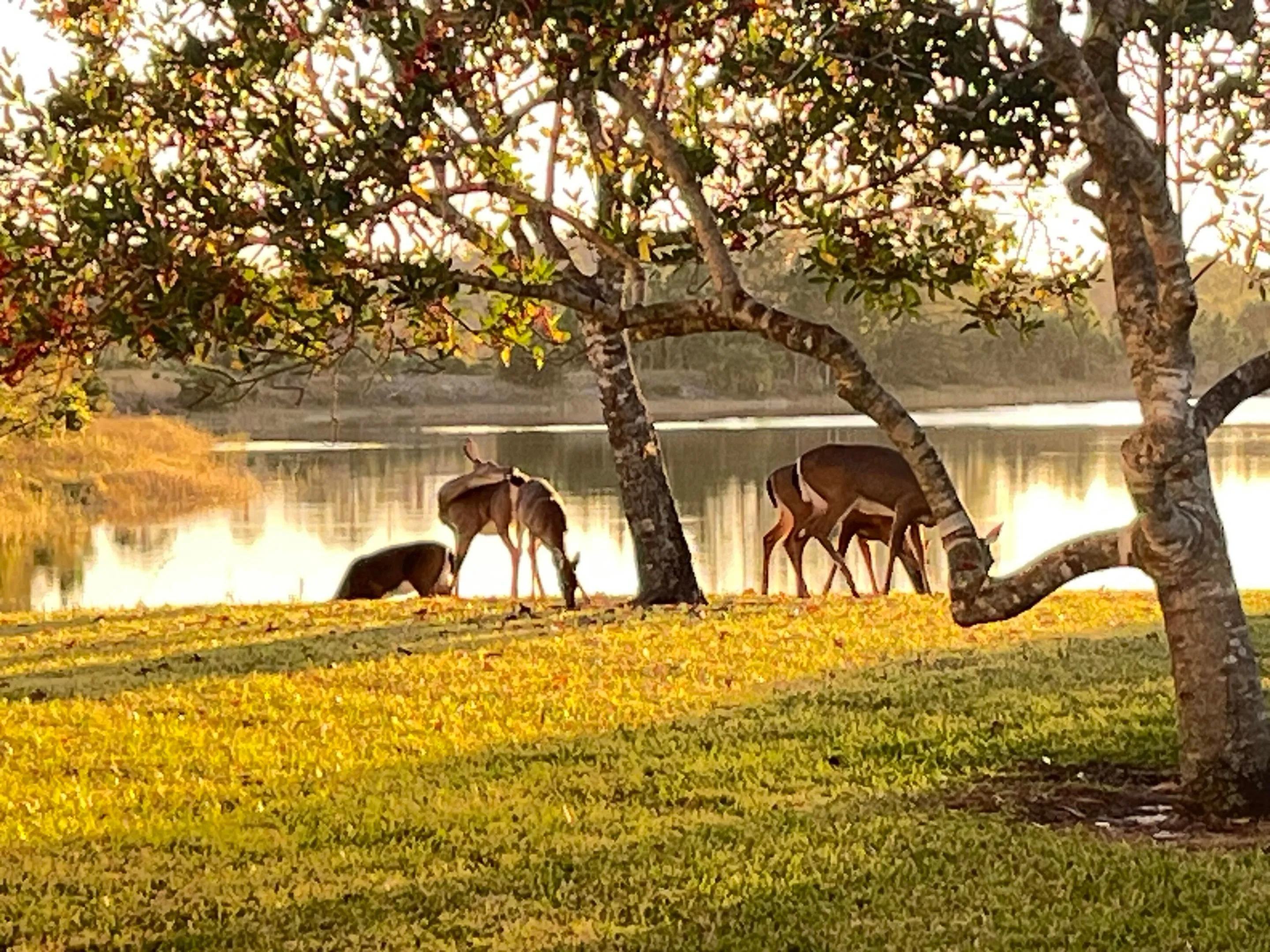 Unbelievable visitors on the backyard!