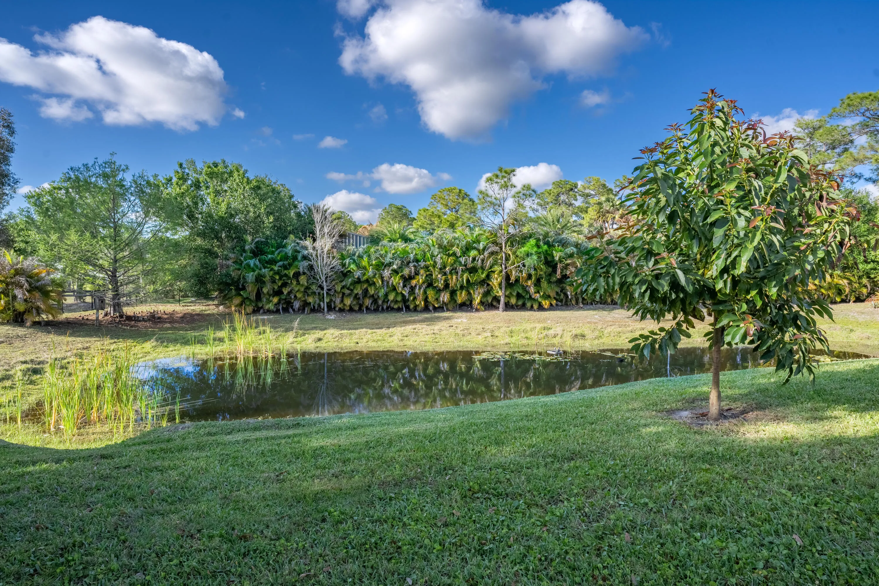 Pond with Cypress Tree