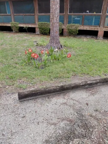 Front yard