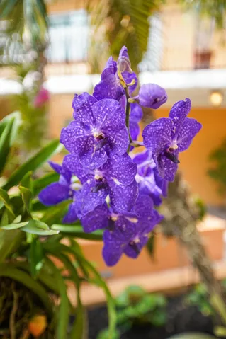 with beautiful orchids