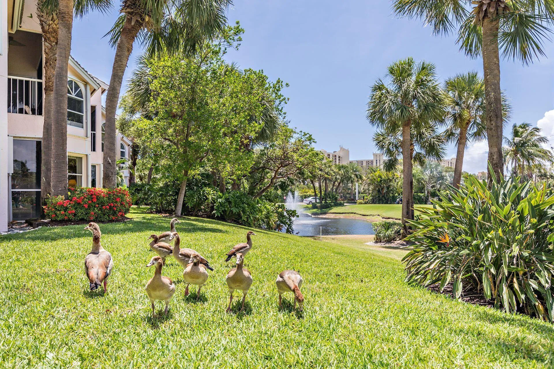 Geese at Pond