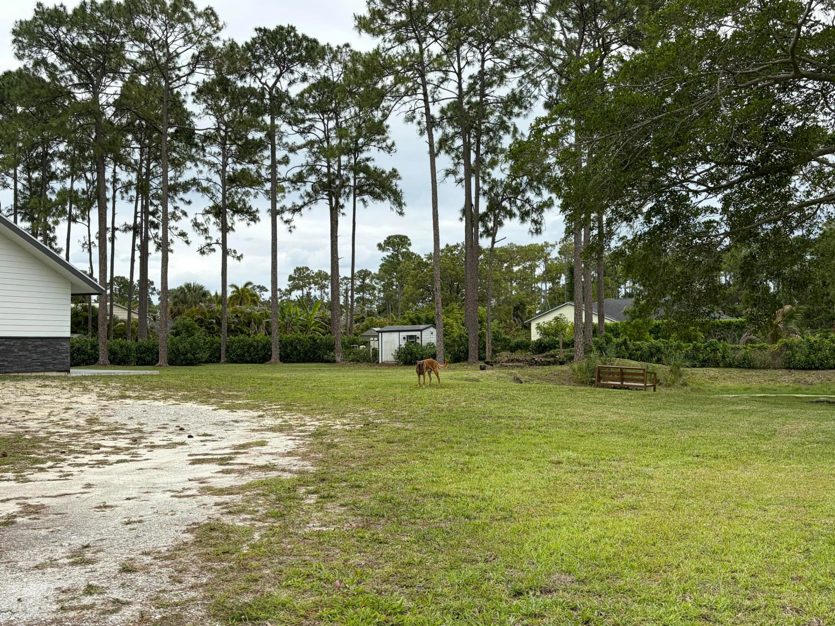 backyard