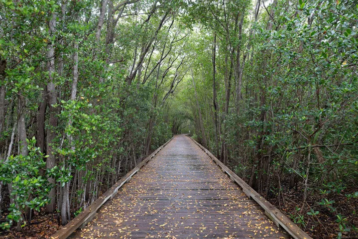 Path to Intracoastal