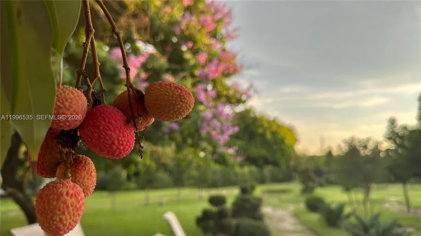 3 Lychee Trees