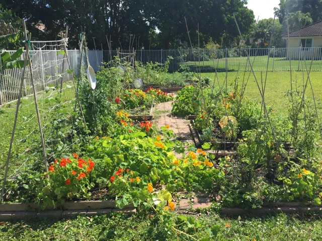 Separate irrigated vegetable garden (pic taken before Clusia hedge matured).