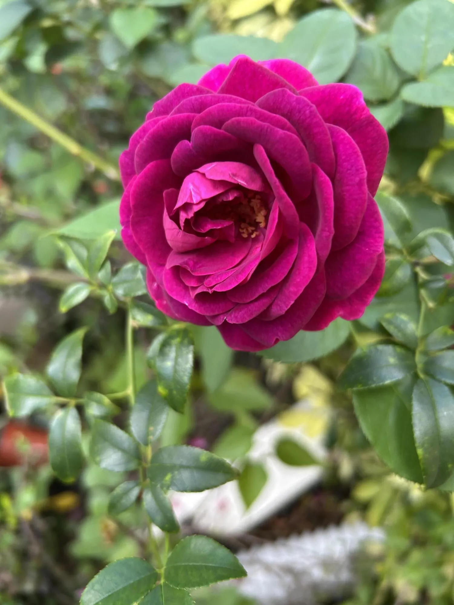 Property photo 63