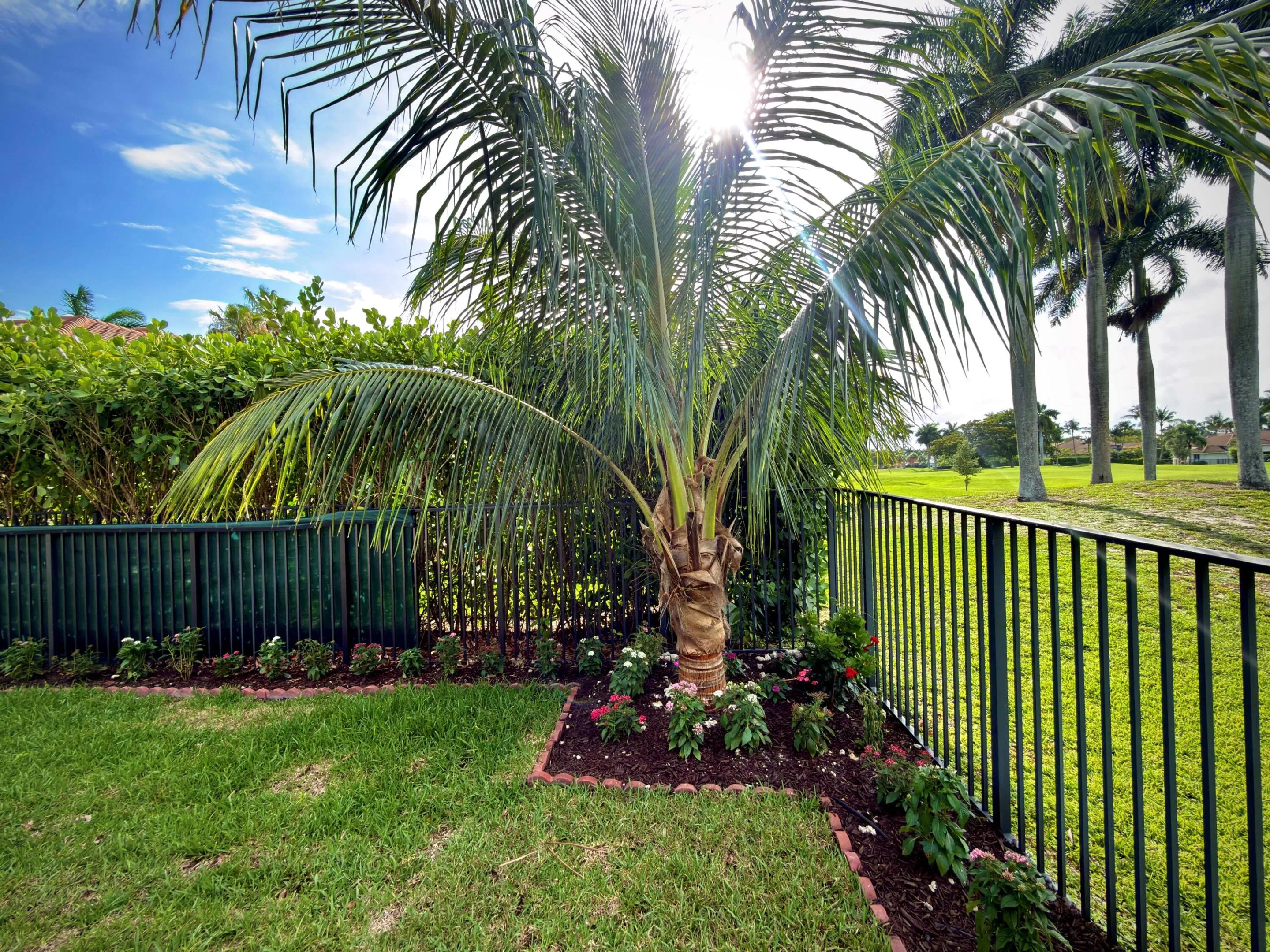 Backyard Palm Tree New (2)