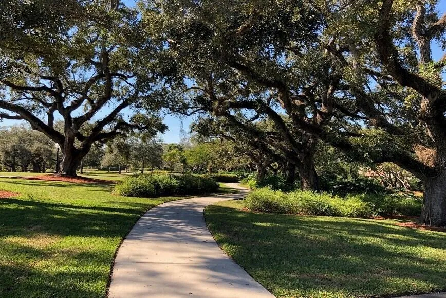 forest ridge walking path