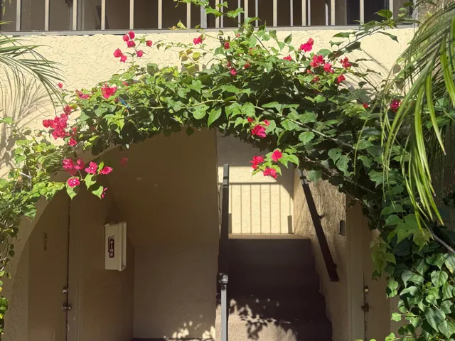 Bougainvillea entrance