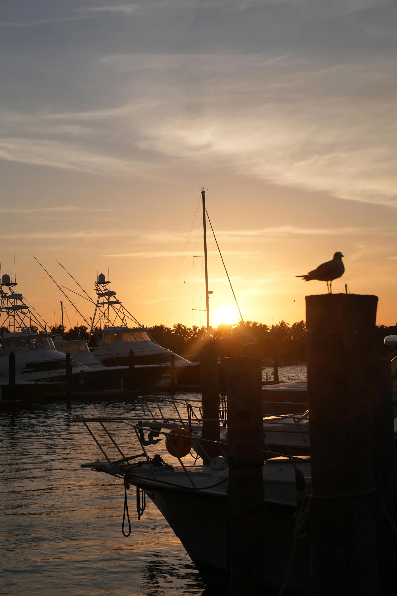 Havn_Sunset-with-Pelican