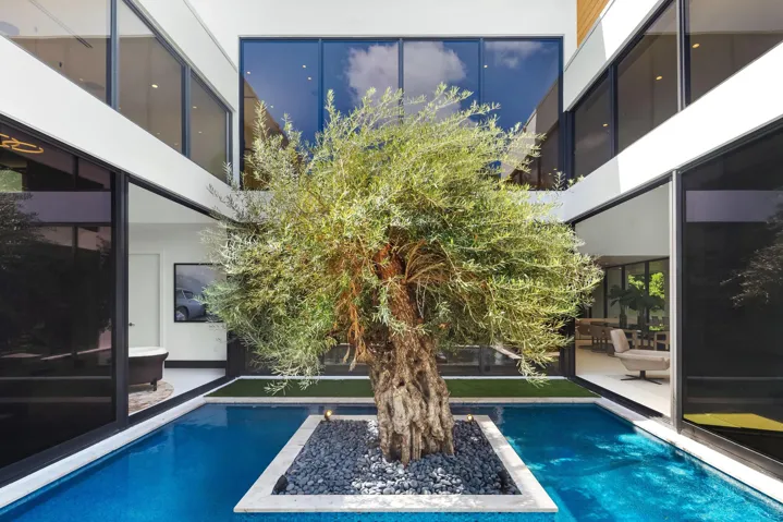 OVILE TREE COURT YARD