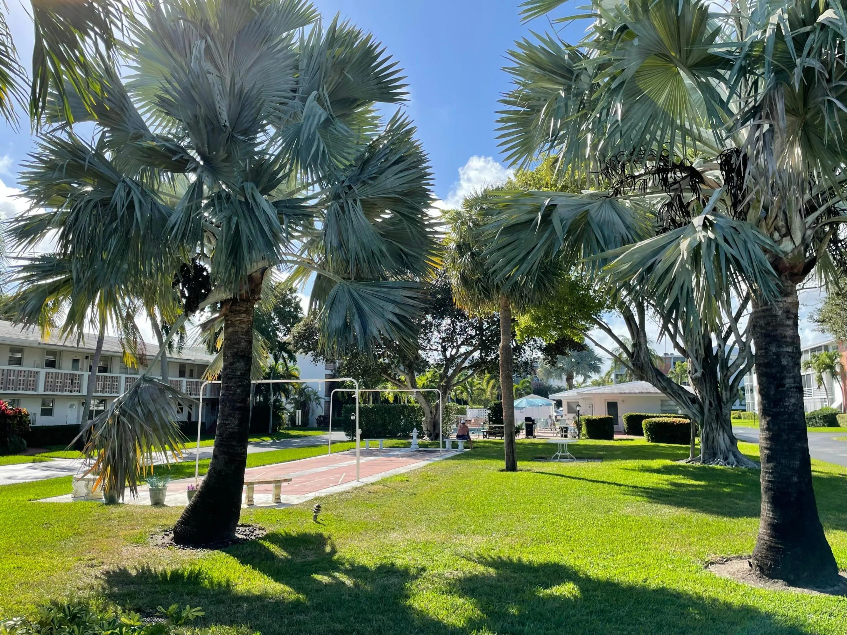 Palm Royal 2