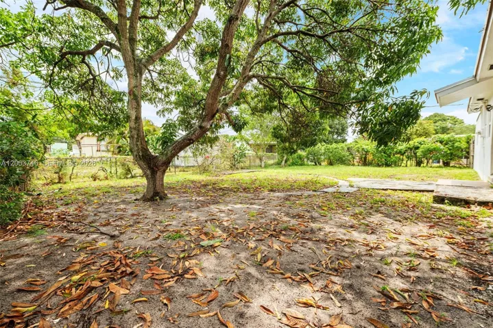 Mango tree