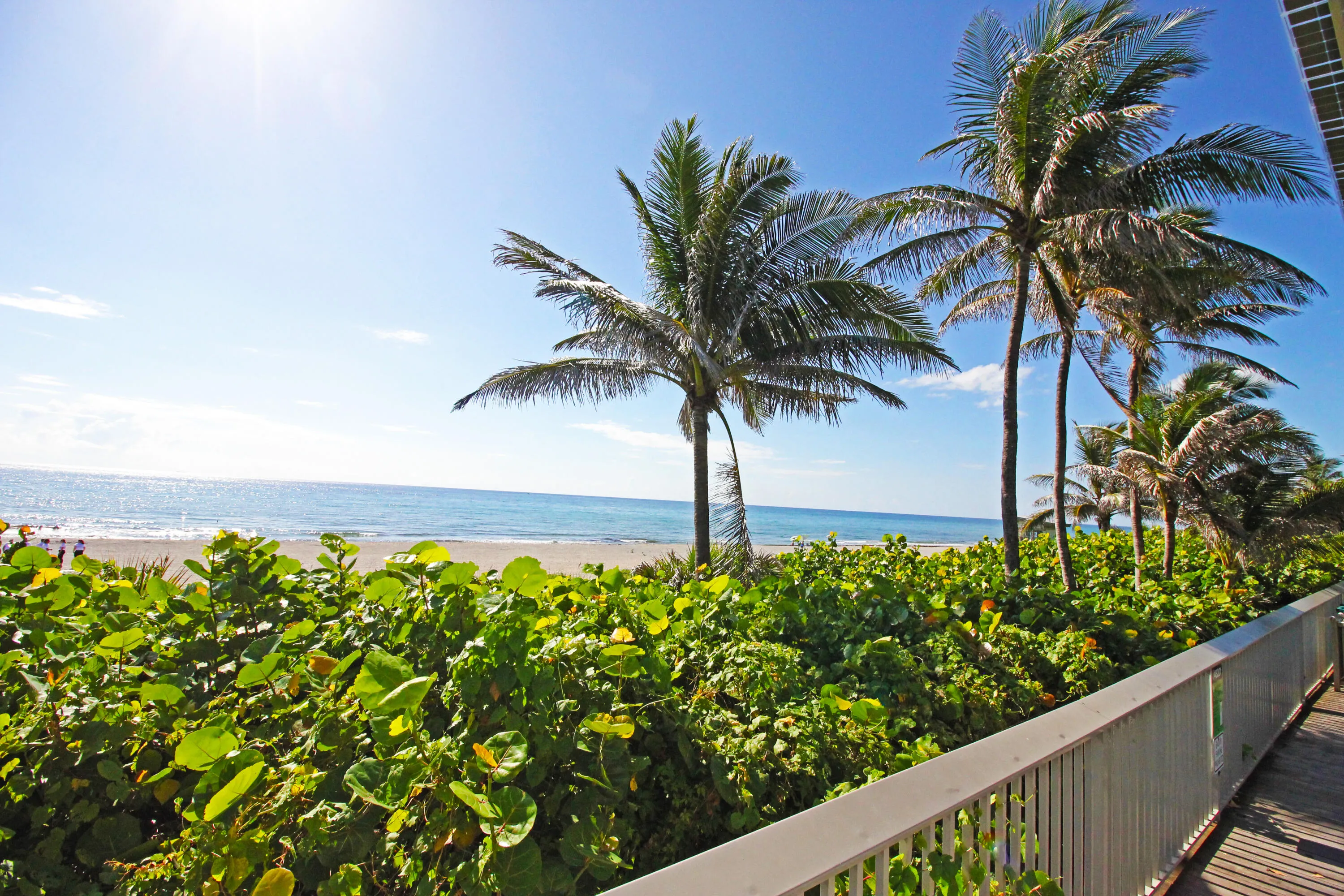Palm Trees and Salt Breeze at Oceanfront Park