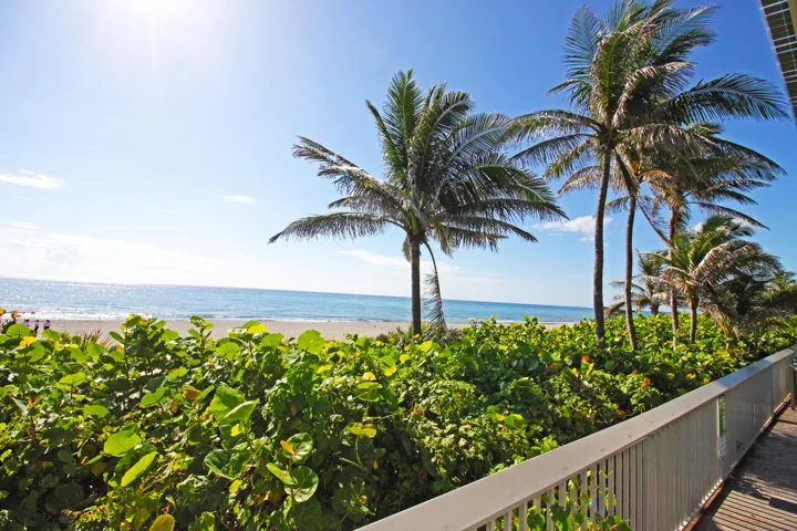 Palm Trees and Salt Breeze at Oceanfront Park