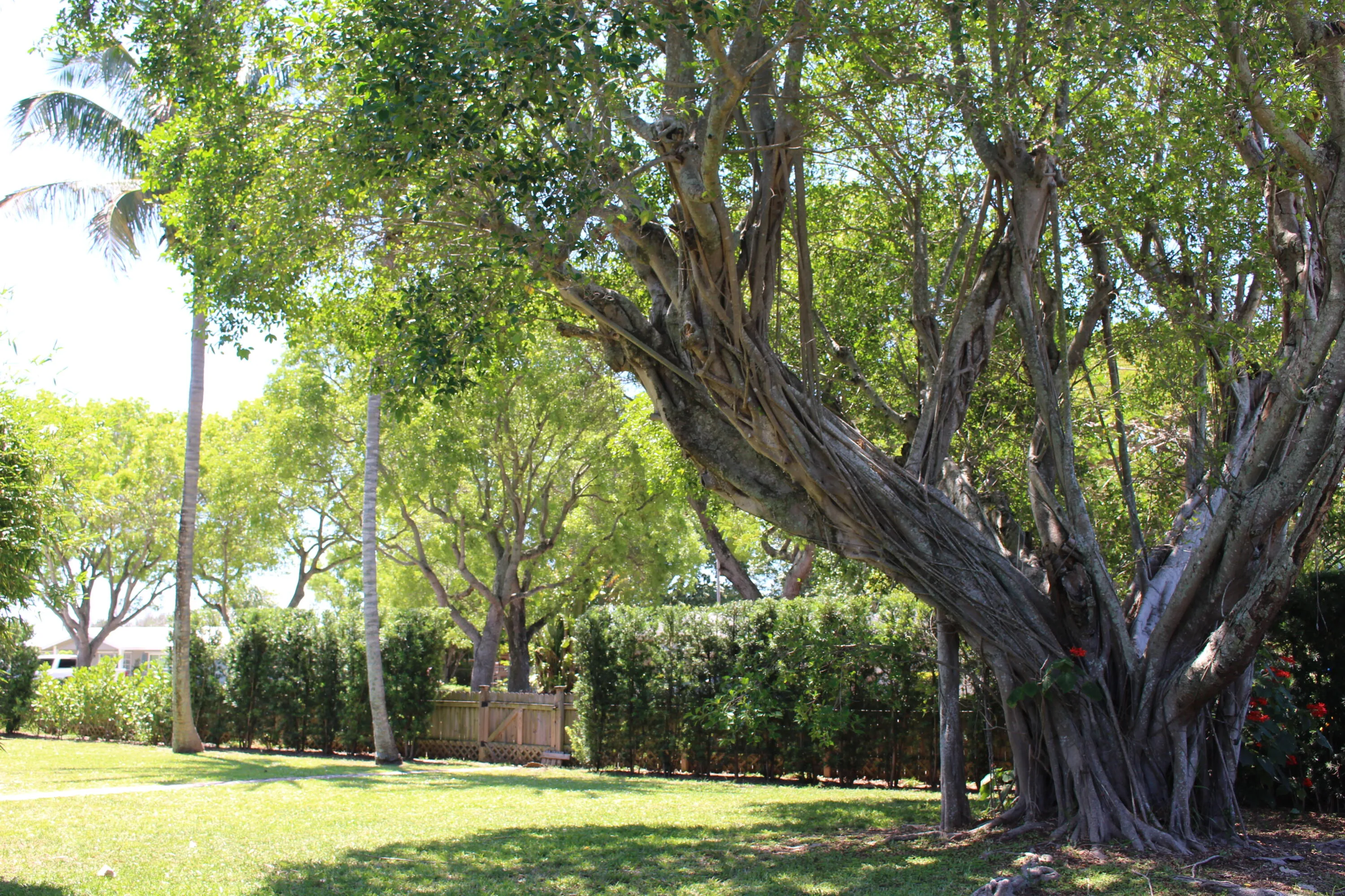 yard