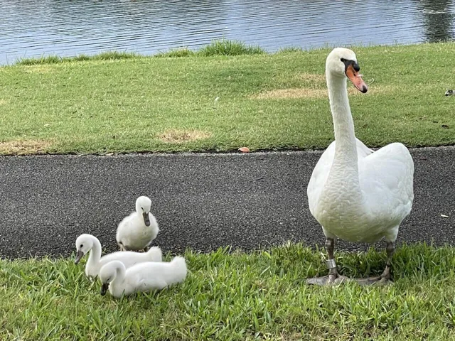 Meet the Neighbors