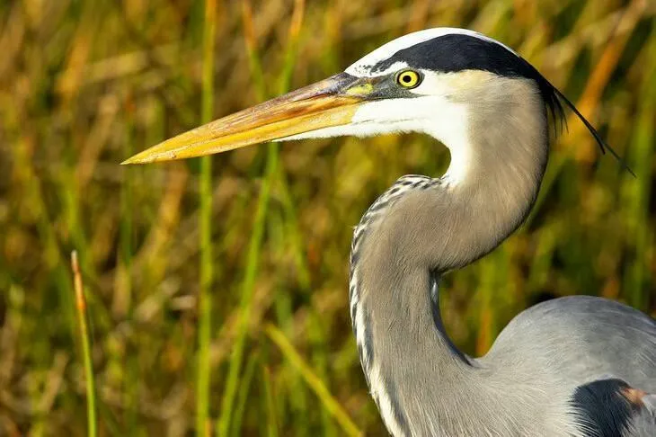 bird watching