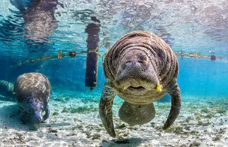 manatee