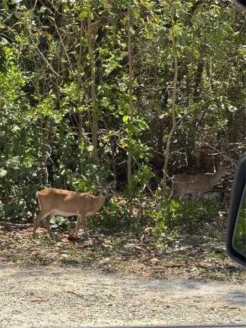 key deer