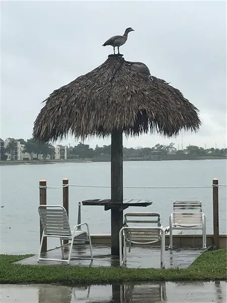 Lovely Neighbors