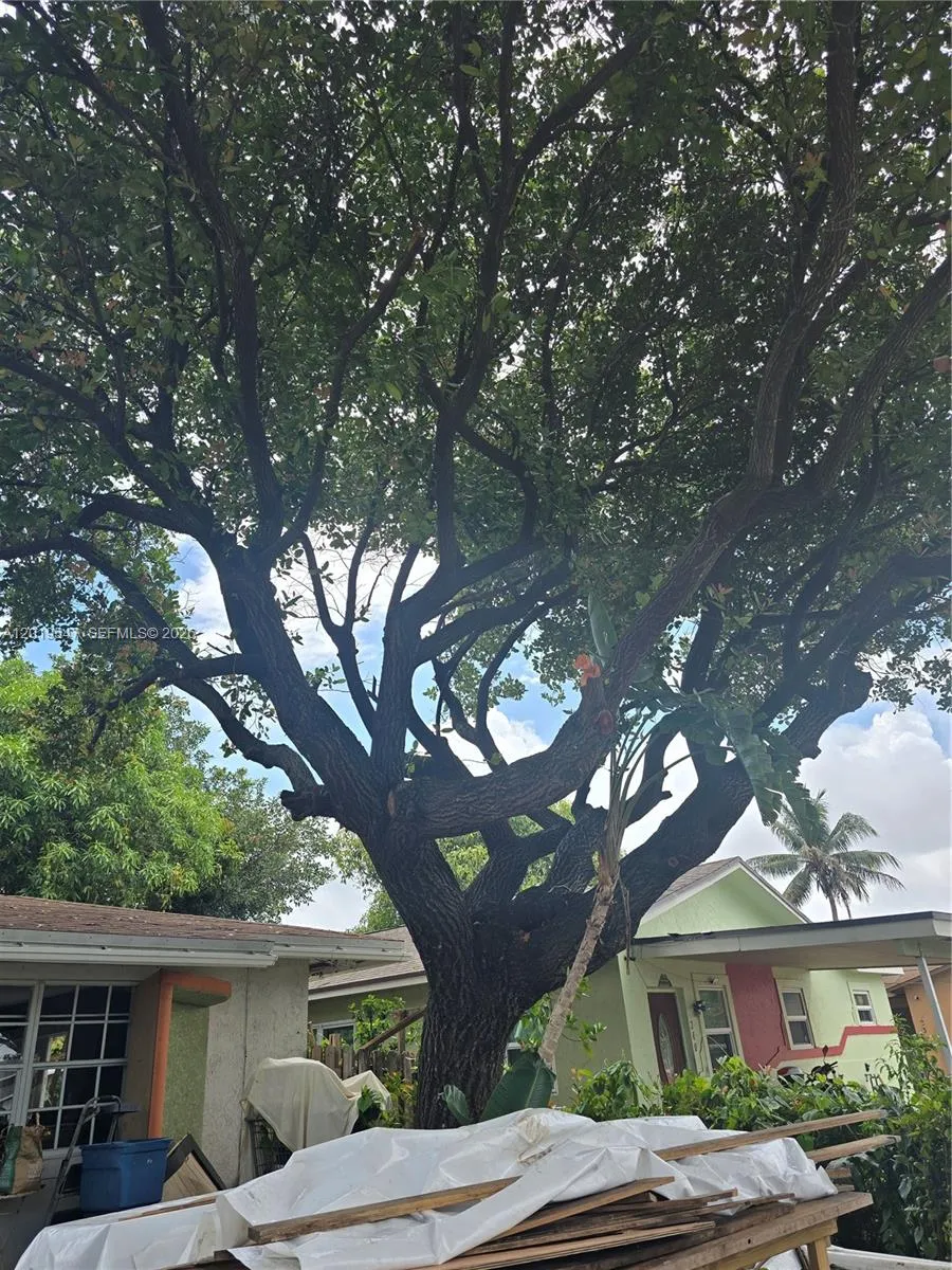 Big tree provides plenty of shade.