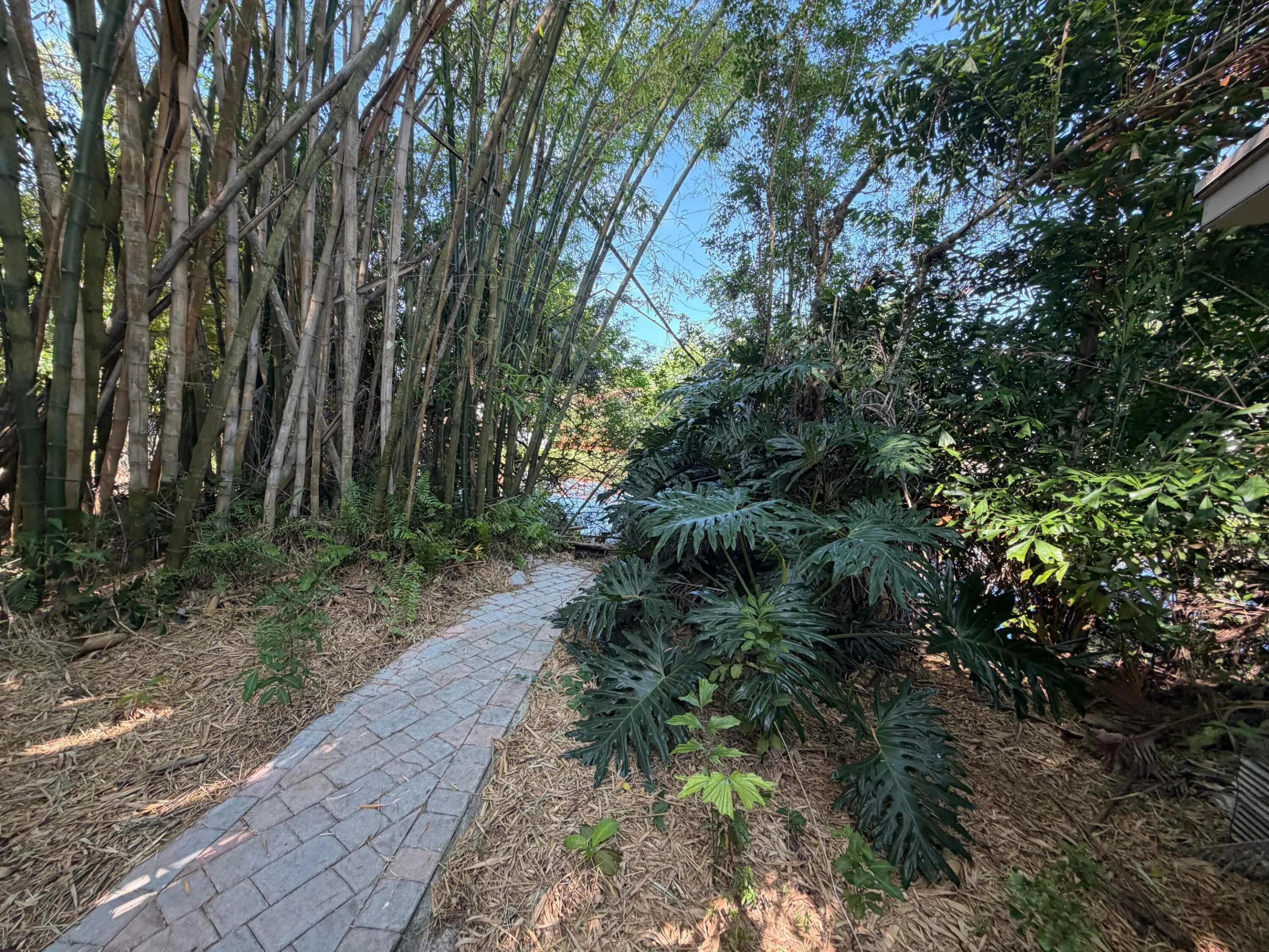 Bamboo Trees