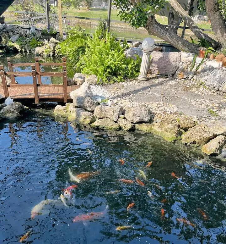 Koi