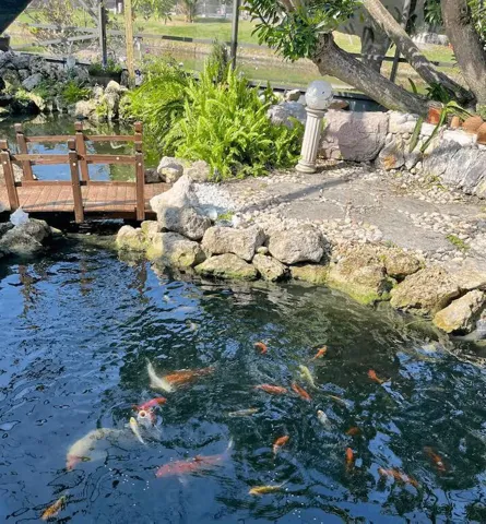 Koi