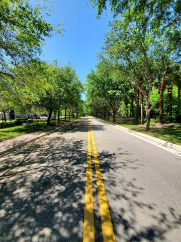 Tree Lined Streets