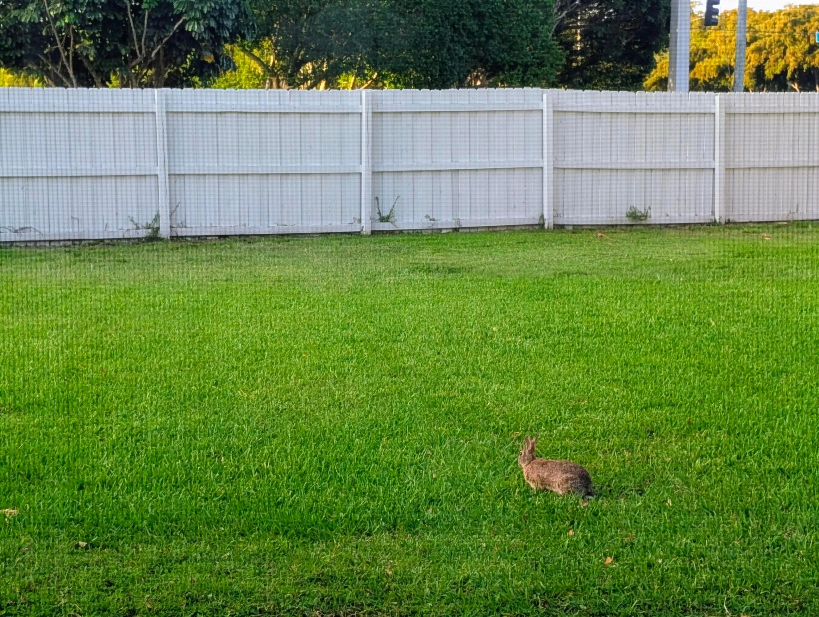 One of the many rabbits in the Community