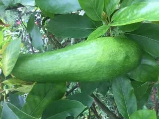 Papaya