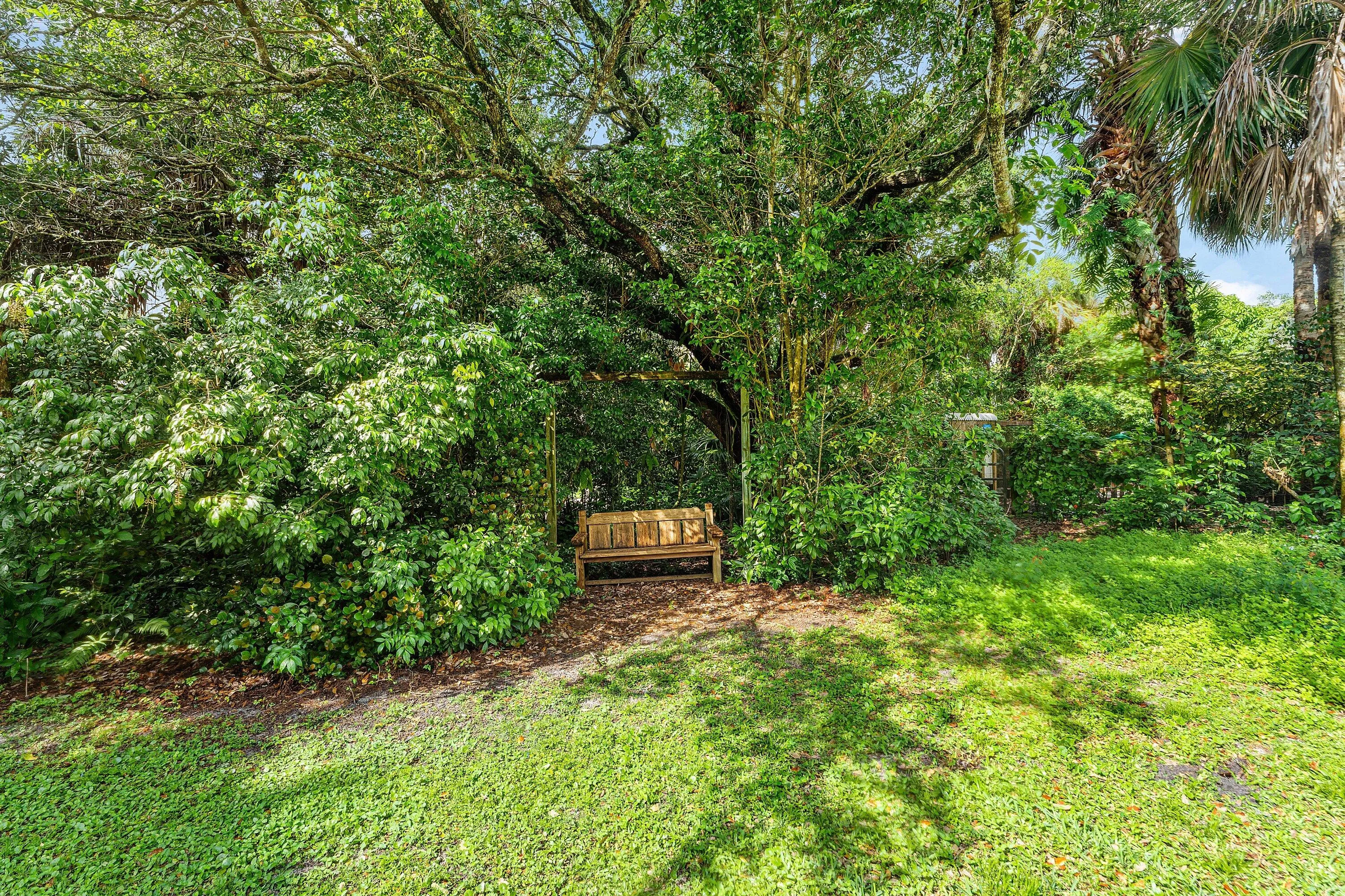 Majestic Live Oak