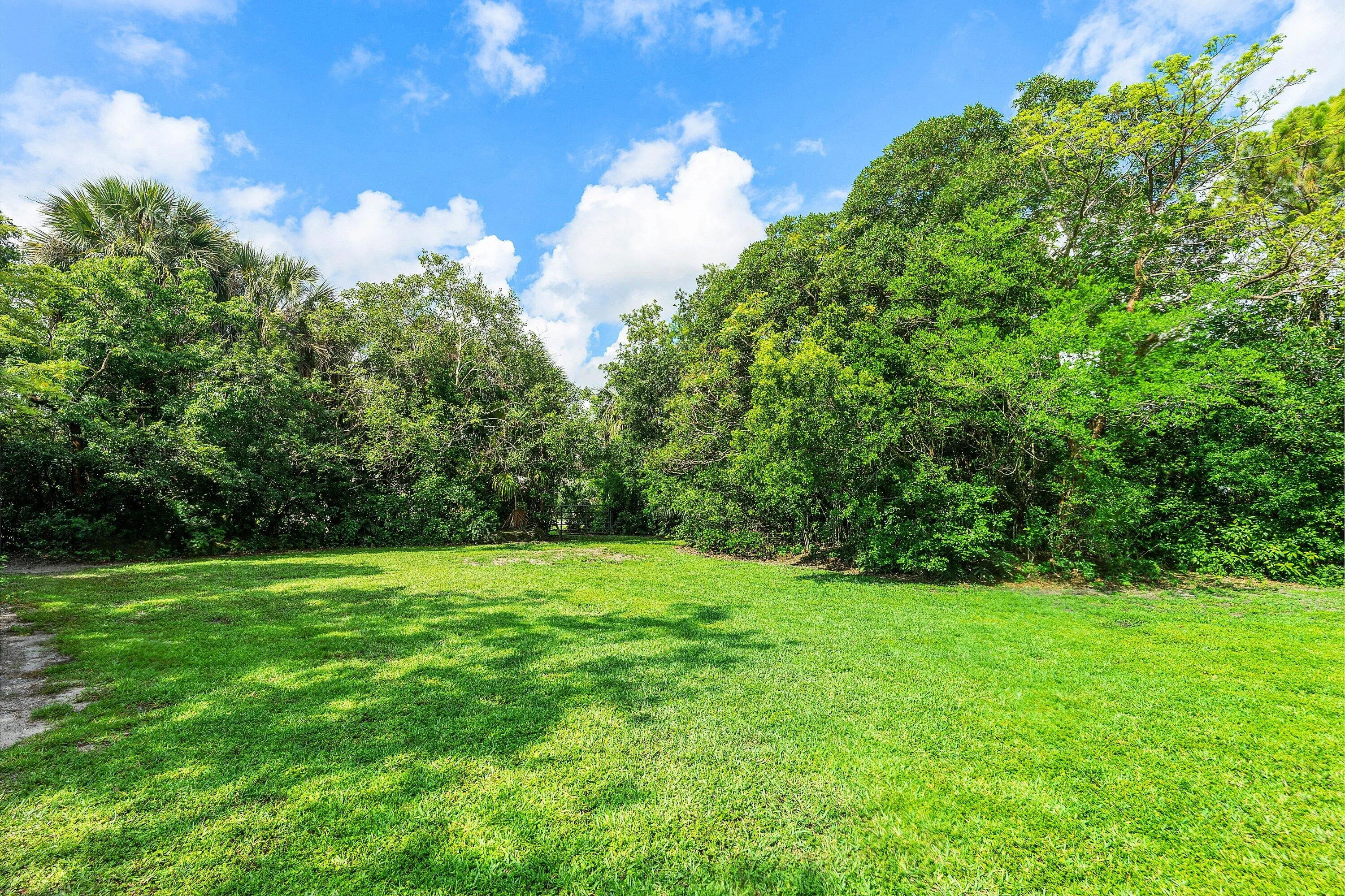 Back yard