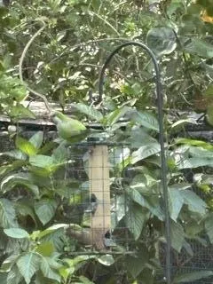 bird feeder/wild parrots
