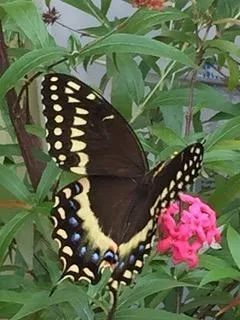 Butterfies everywhere