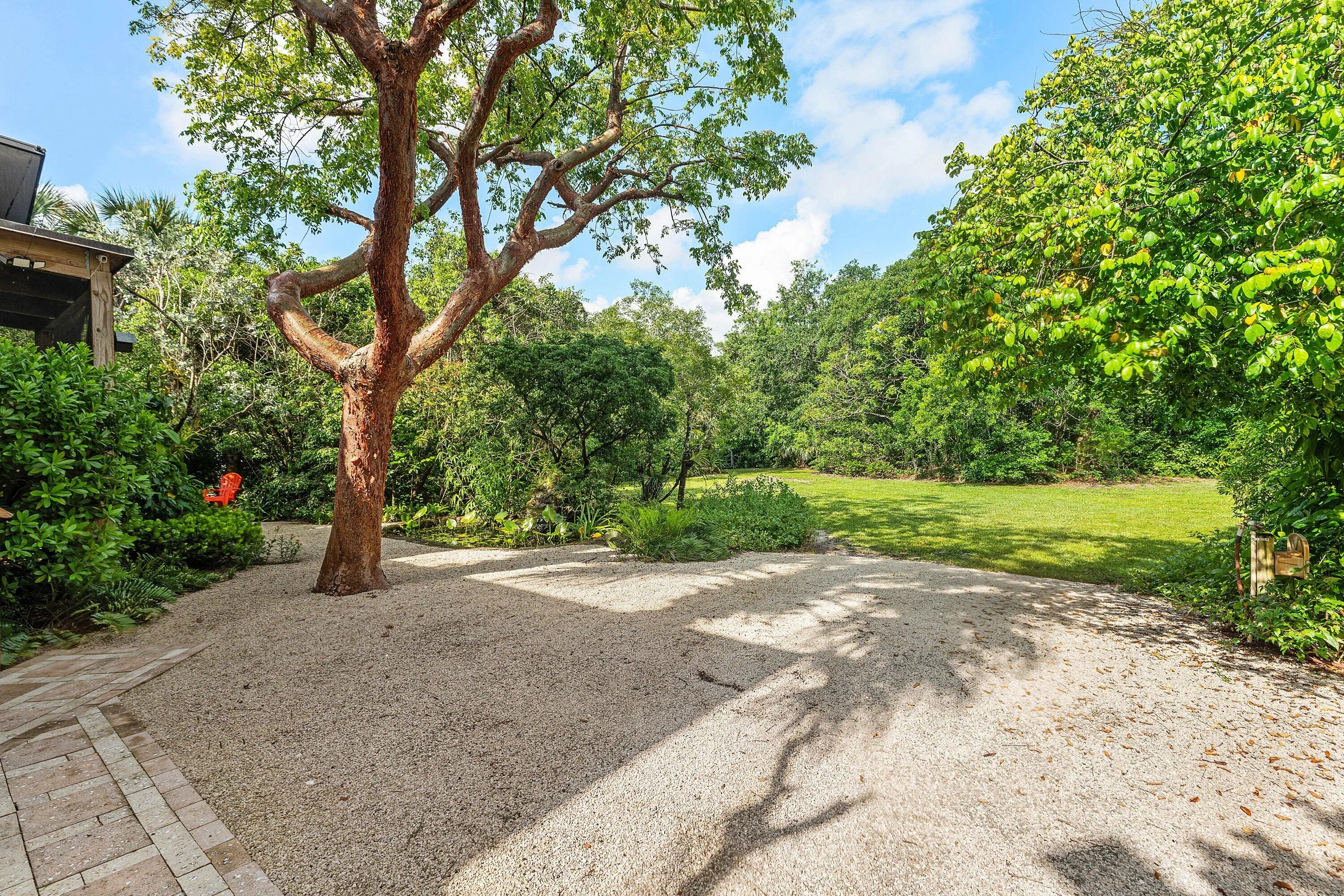 Gumbo Limbo tree