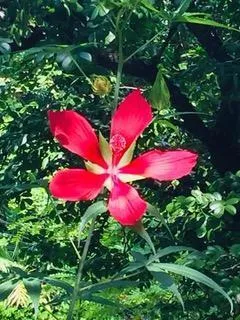 Amazing flowers