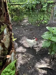 chickens optional