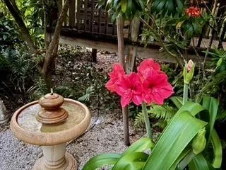 Blooming plants