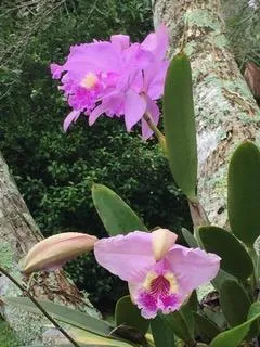 Amazing flowers