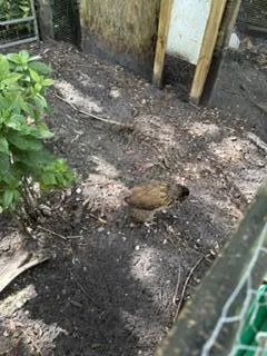 chickens optional