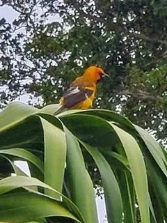 Another feathered friend