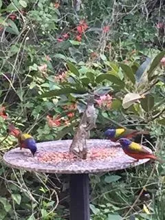 Visitors to the bird bath